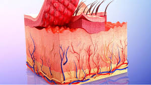 derma.jpg